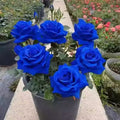 Blue Enchantress Rose Planting Seeds + Free Plant Growth Supplement