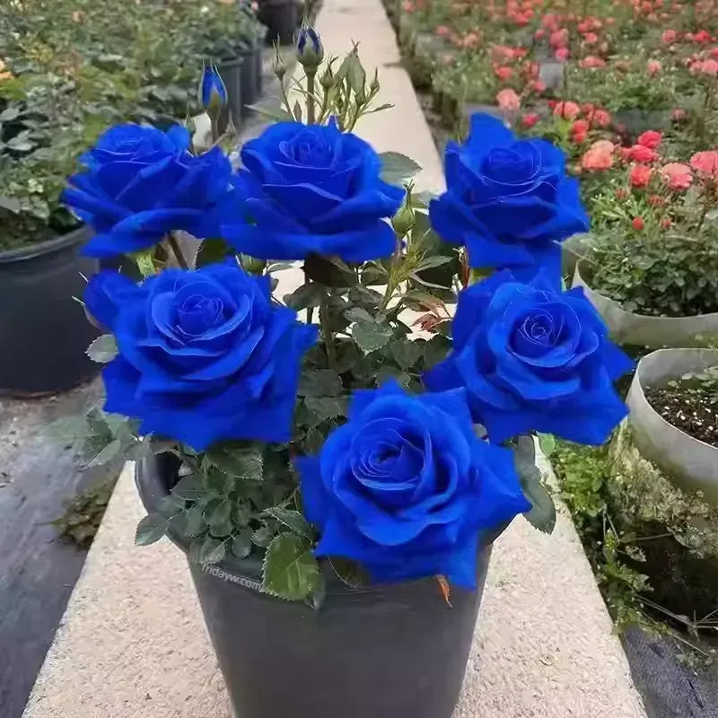 Blue Enchantress Rose Planting Seeds + Free Plant Growth Supplement