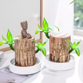 2PCS High-Quality Brazilian Lucky Wood Plant