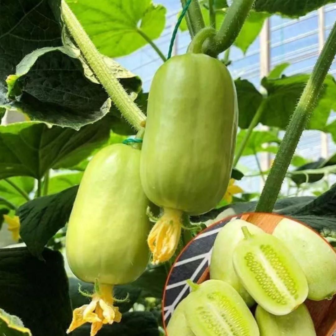 High-Quality Lady Cucumber Golden Boy Seeds (Pack of 100)
