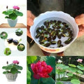 High-Quality Flower seeds
