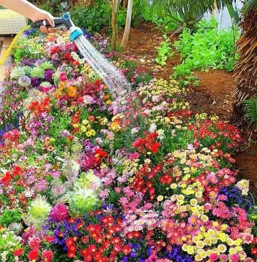 Varieties of Flower Planting Seeds and Supplement