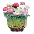 Kiyomi Bonsai Lotus High-Quality Seeds