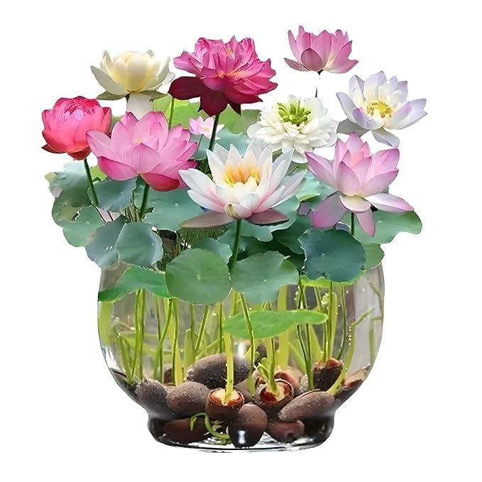 Kiyomi Bonsai Lotus High-Quality Seeds