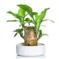 High-Quality Brazilian Lucky Wood Mini Home Plant Decoration