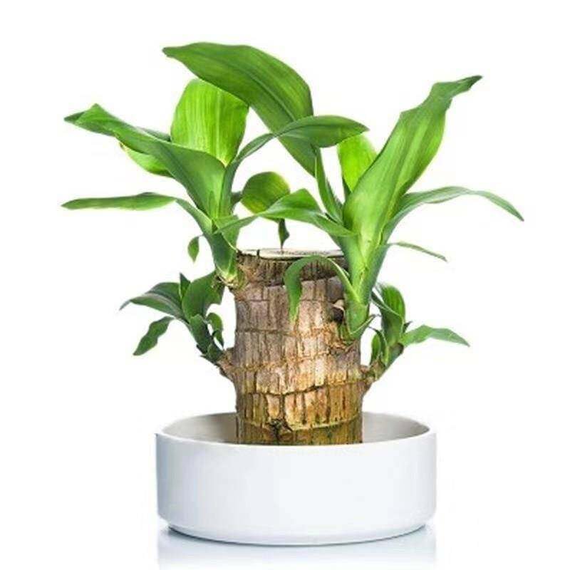 High-Quality Brazilian Lucky Wood Mini Home Plant Decoration