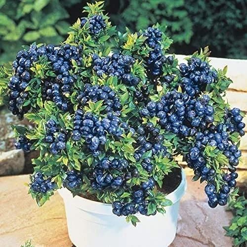 Giant Blueberry Fruit Planting Seeds