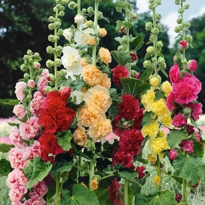 VertiBloom® – High-Quality Imported Hollyhock Seeds