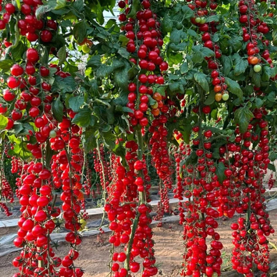 GrowEase Waterfall Tomato Planting Seeds (with Free Plant Growth Supplement)