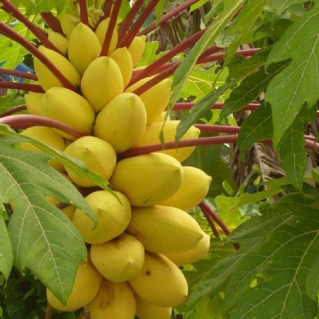 Golden Creamy Papaya Planting Seeds