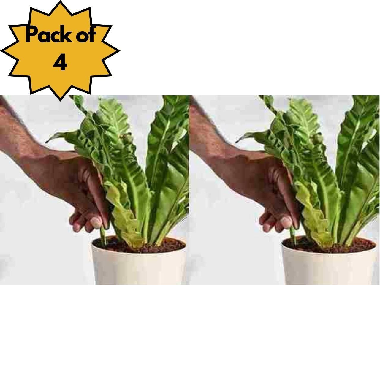 Plant Grow Fertilizer Sticks Designed for Plants - 50 Stick Pack of 2 & 4