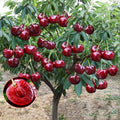 Eden High-Quality Rainier Cherry Fruit Seeds