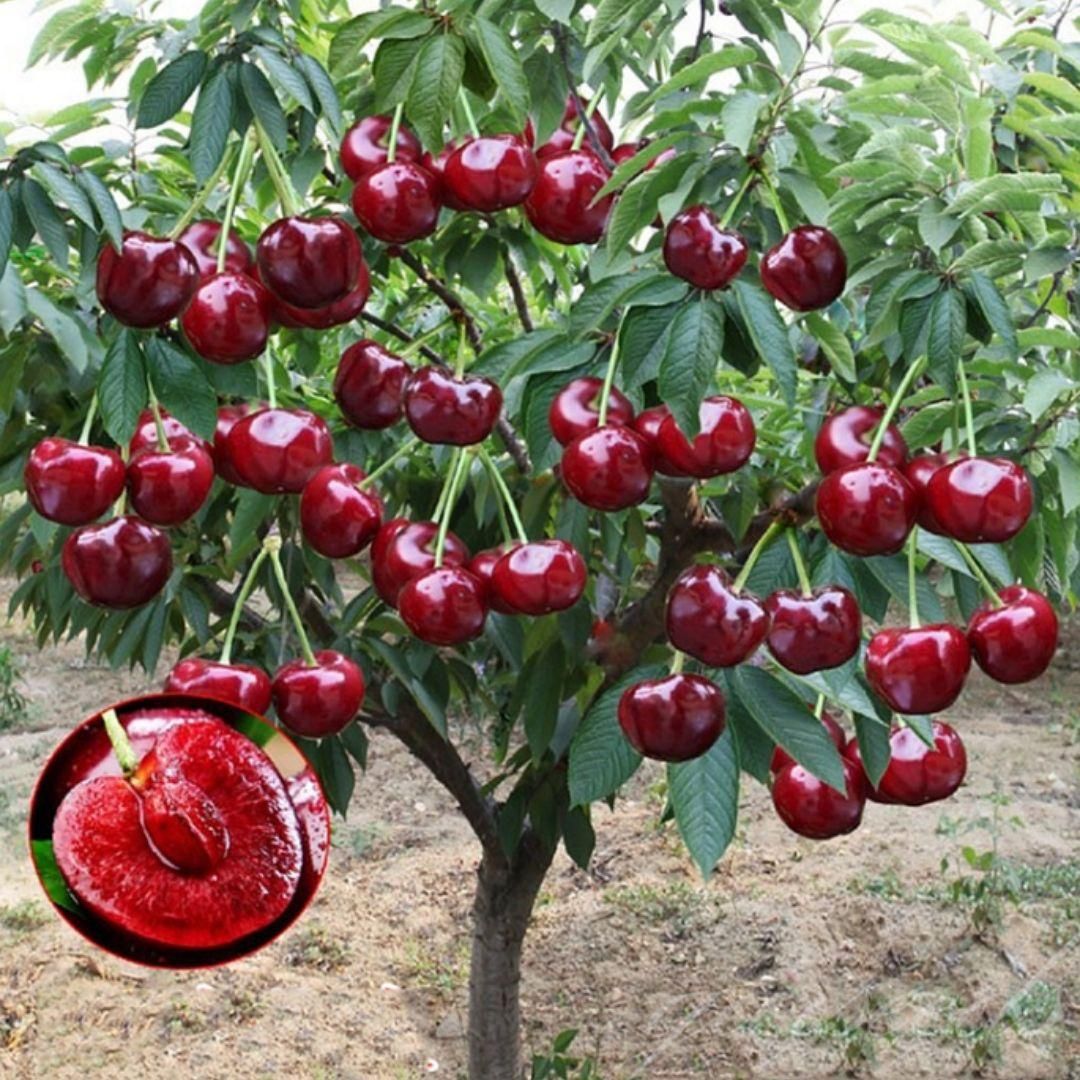 Eden High-Quality Rainier Cherry Fruit Seeds
