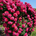 Eden High-Quality Climbing Rose Flower Seeds 200PCS