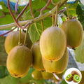 Kiwi, Juicy, Sour And Sweet, Suitable Designed for Home Planting