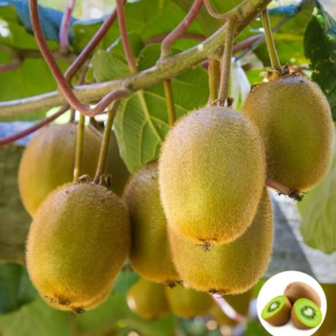 Kiwi, Juicy, Sour And Sweet, Suitable Designed for Home Planting