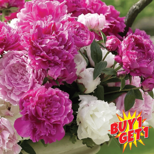 The Queen of Flowers – Peony+ Plant Growth Supplement Free