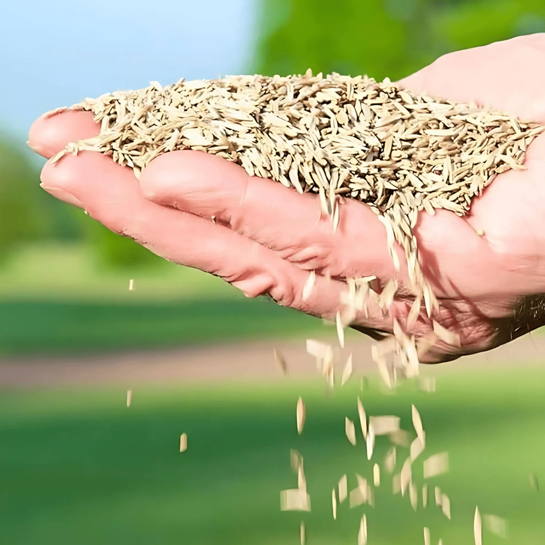 GreenHaven® - Evergreen Dwarf Grass Planting Seeds (Pack of 100)