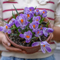 Quality Saffron Bulbs + Free plant growth supplement