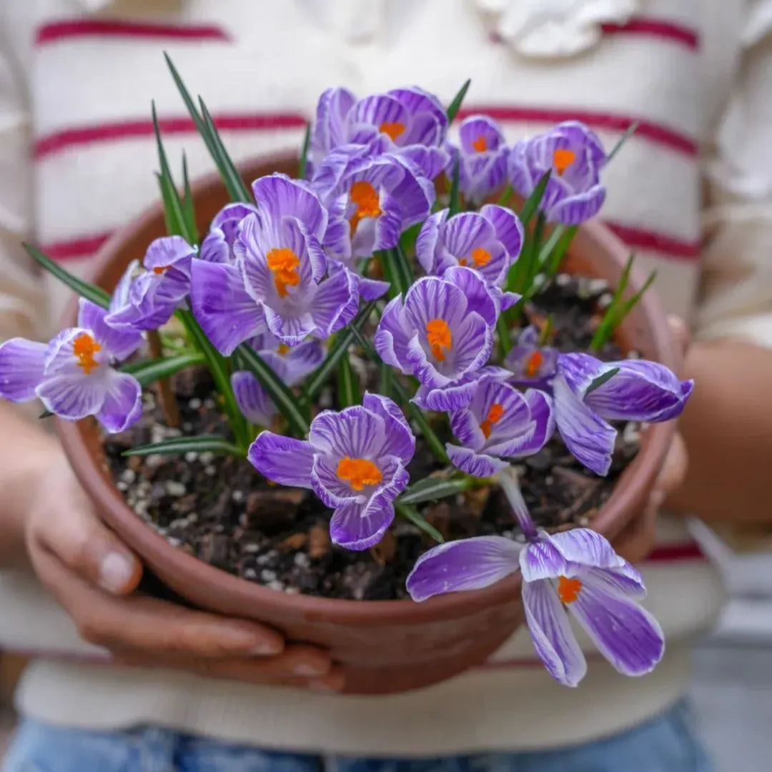 Quality Saffron Bulbs + Free plant growth supplement