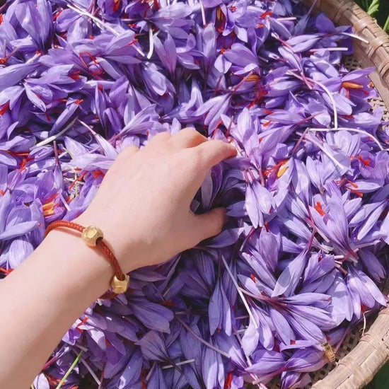 Quality Saffron Bulbs + Free plant growth supplement