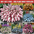 (Buy 1 Get 2 Free + Free Plant Booster) ShadeSilk® - High-Quality Hosta Flower Seeds
