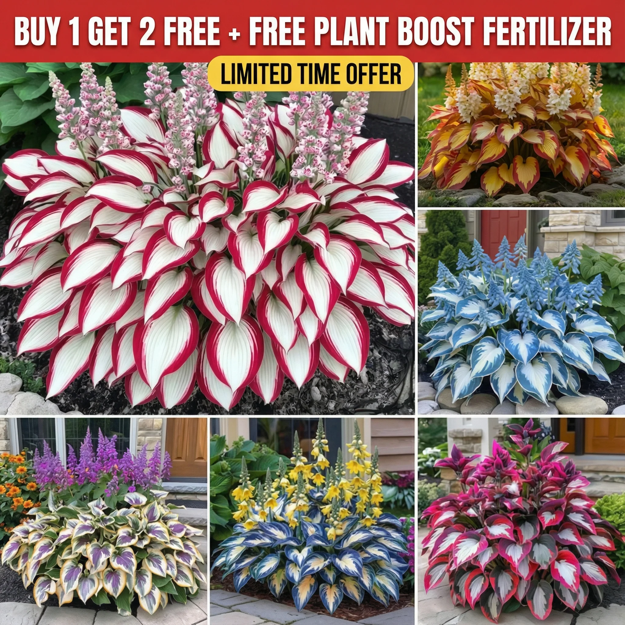 (Buy 1 Get 2 Free + Free Plant Booster) ShadeSilk® - High-Quality Hosta Flower Seeds