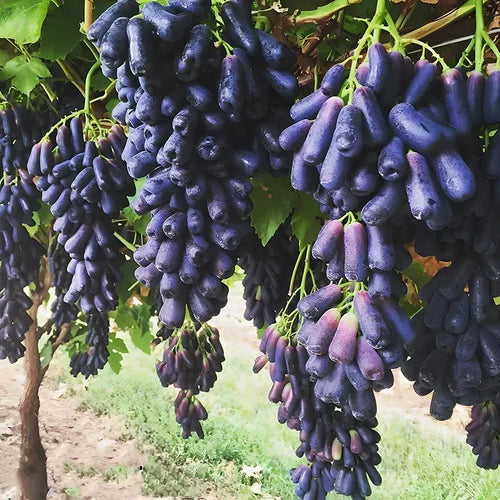 (100g) 🍇 SapphireVine® – High-Quality High-Yield Blue Grape Seeds (with Free Organic Pot Mix)