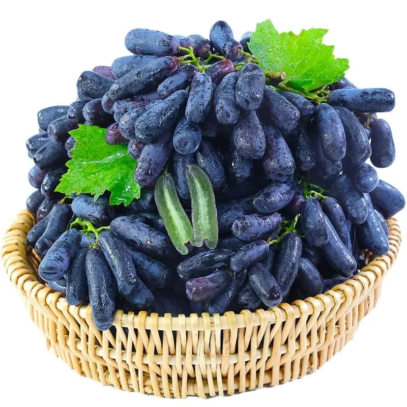 (100g) 🍇 SapphireVine® – High-Quality High-Yield Blue Grape Seeds (with Free Organic Pot Mix)